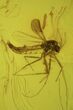 Fossil Pseudoscorpion & Fly (Diptera) Preserved In Baltic Amber #90868-3